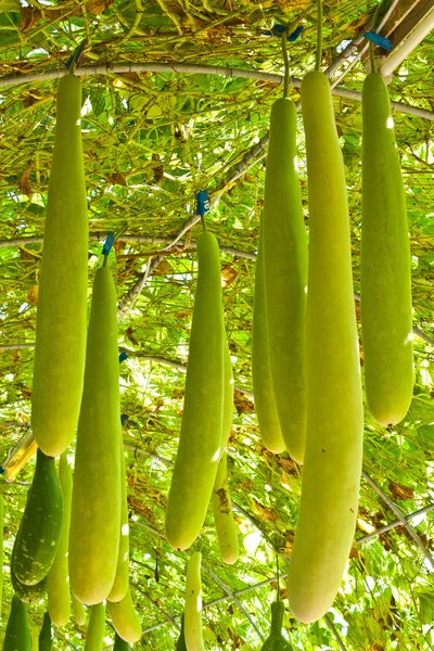 Wax gourd or Chalkumra or winter melon — Stock Photo, Image