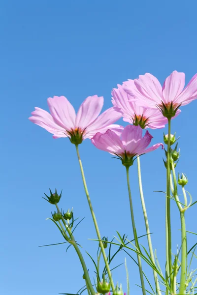 Cosmos ροζ λουλούδια με μπουμπούκια — Φωτογραφία Αρχείου