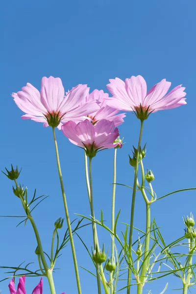Cosmos ροζ λουλούδια με μπουμπούκια — Φωτογραφία Αρχείου