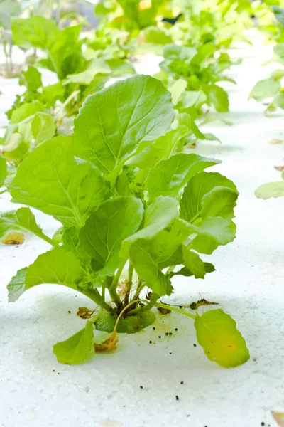 Hydroponics grönsaker — Stockfoto