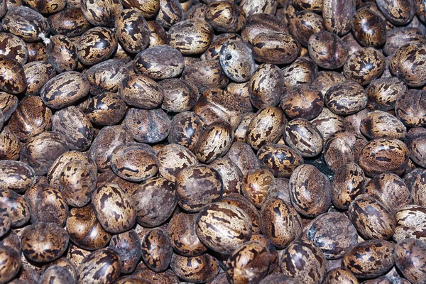 Piłki gumowe nasion — Zdjęcie stockowe