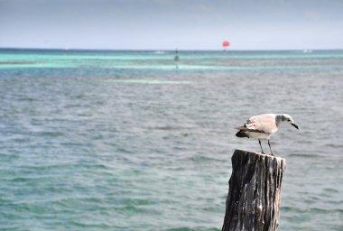 Cancun ahşap iskele