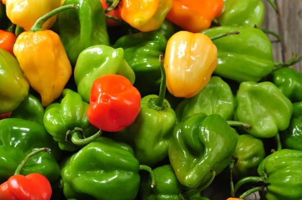 Chili-Habanero — Stockfoto