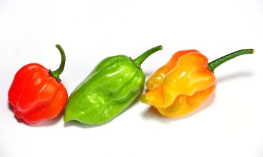 Chile habanero clipart