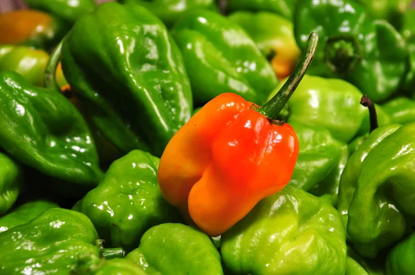 habanero Şili