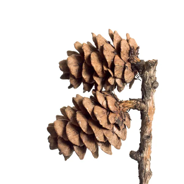 Pine cones. — Stock Photo, Image