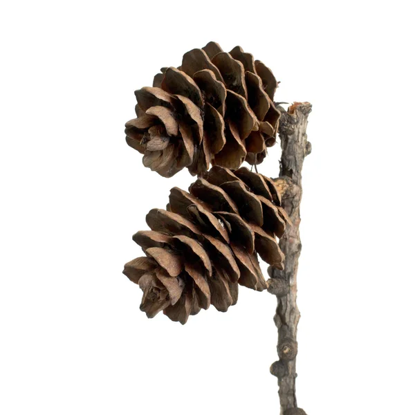 Conos de pino — Foto de Stock