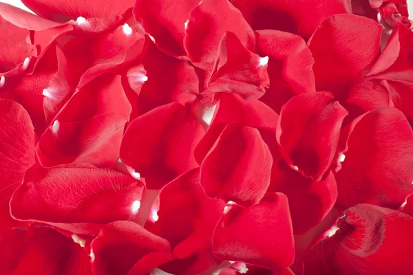Beau fond de fleur couleur rouge néon Images De Stock Libres De Droits
