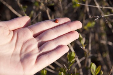 bir yandan Ladybird