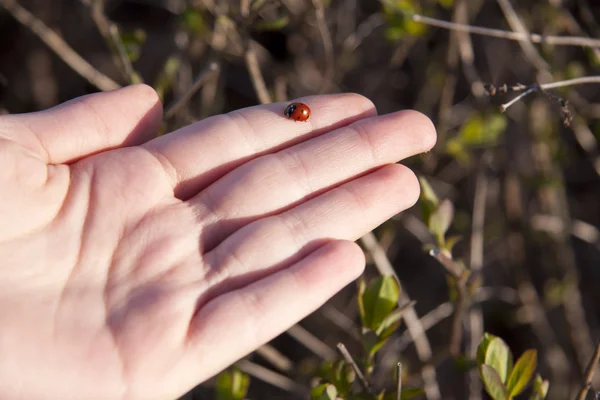 stock image Ladybird on the hand