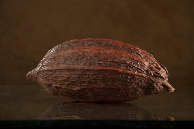 Cocoa bean clipart