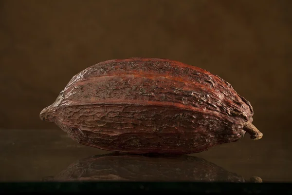 Grano de cacao — Foto de Stock