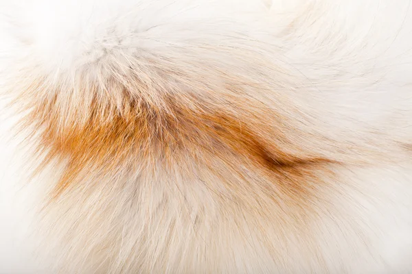 stock image Fur background