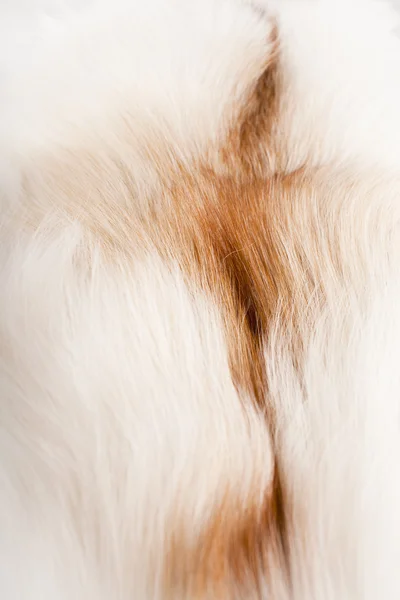 毛皮の背景 — ストック写真