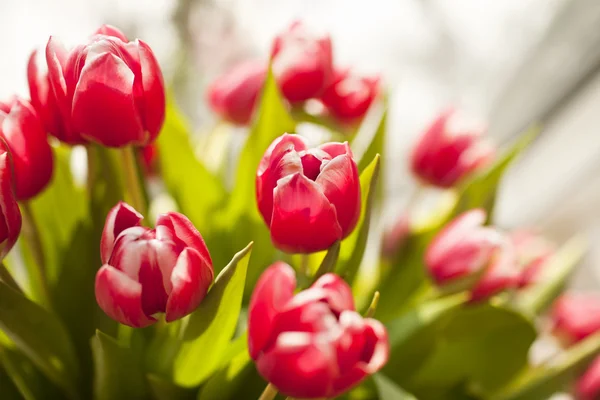 stock image Bouquet of tulips