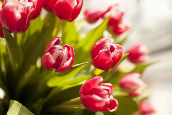 Kytice červených tulipánů — Stock fotografie