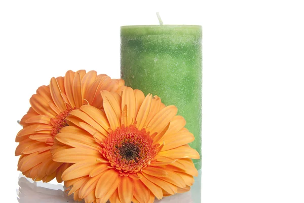 stock image Two orange flowers with green candle