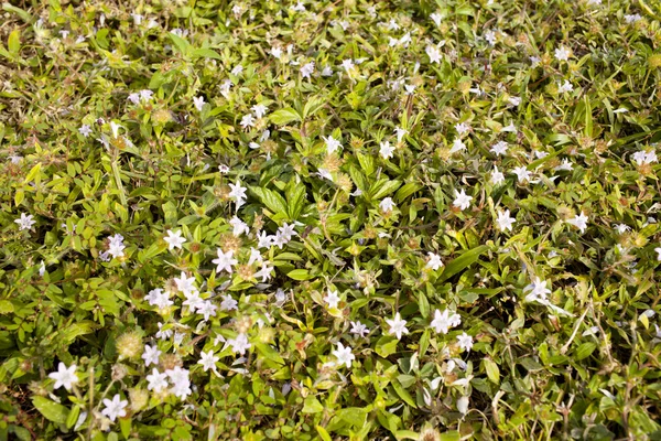 stock image White Flower and green grass cover