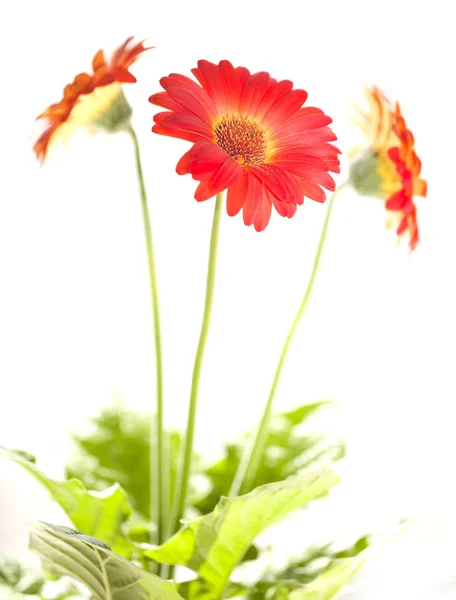Våren daisy — Stockfoto