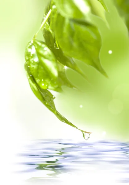 Folhas verdes frescas sobre a água — Fotografia de Stock