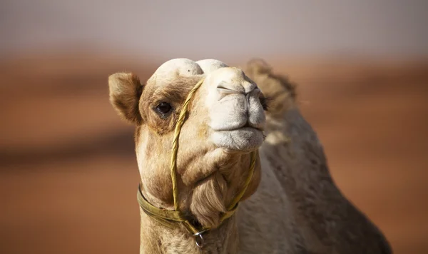 Καμήλα στην έρημο — Φωτογραφία Αρχείου