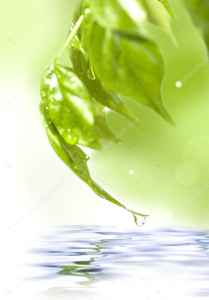 Green fresh leaves over water
