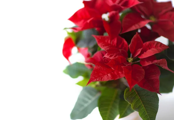 stock image Christmas flower. Red Poinsettia