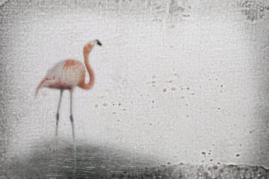 Flamingo