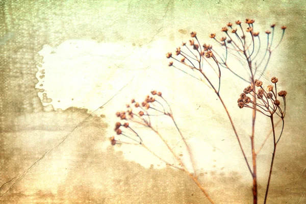 Сухой цветок на фоне старой книги . — стоковое фото