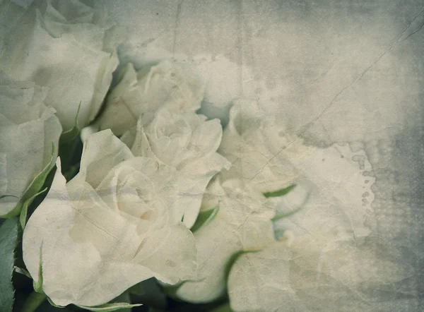 백색 로즈의 무리 — 스톡 사진