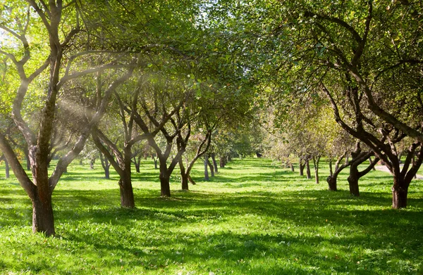 stock image Apple garden