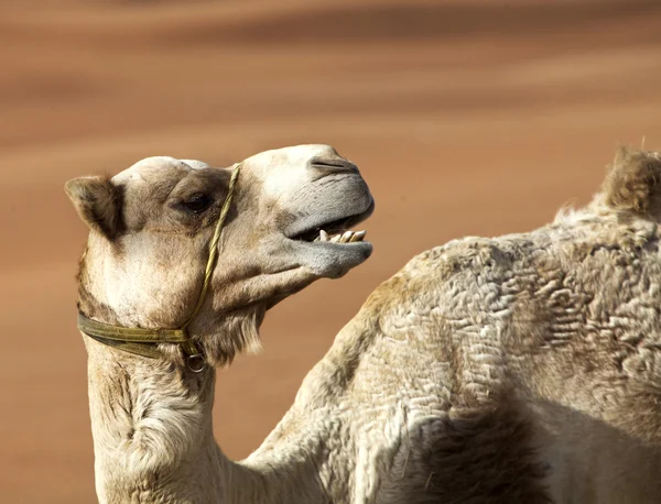 Kameel in de woestijn — Stockfoto