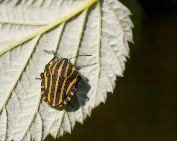 stock image Beetle