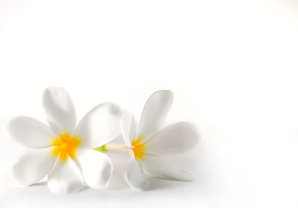Plumeria σχετικά με το λευκό φόντο — Φωτογραφία Αρχείου