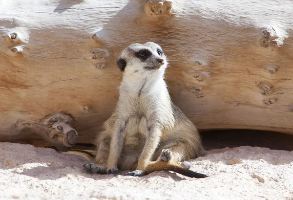 Meerkat sitting near wood on the sand — Stock Photo, Image