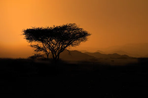 Savanna landskap — ストック写真