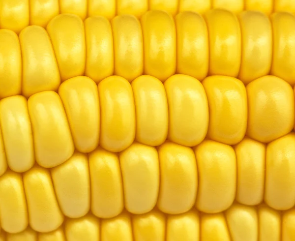 Kukorica textúra — Stock Fotó