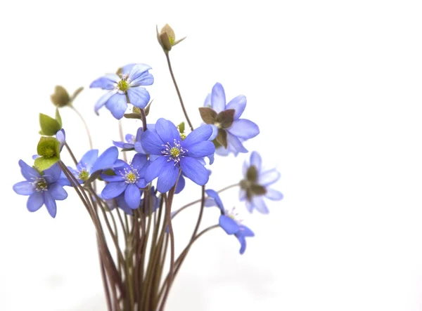 stock image Bunch of spring flowers.