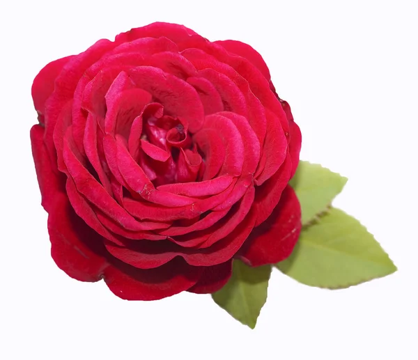 Czerwona róża z zielonymi liśćmi — Zdjęcie stockowe