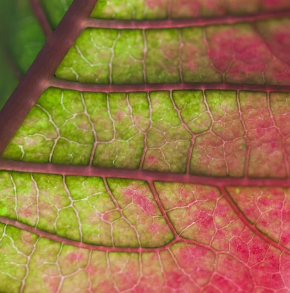 Leaf on green and red — Stock Photo, Image