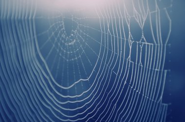 Spider web with water drops clipart