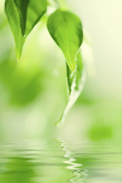 新鮮な緑を葉します。 — ストック写真