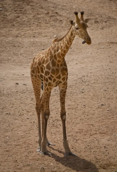 Giraffa — Foto Stock