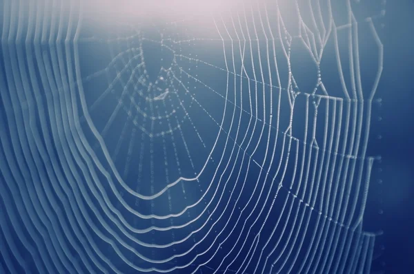 stock image Spider web with water drops