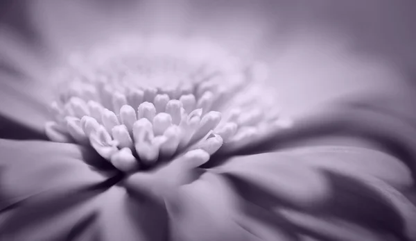 Hermoso fondo de flor — Foto de Stock