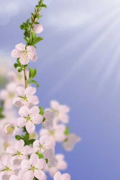 Printemps floraison cerise blanche — Photo
