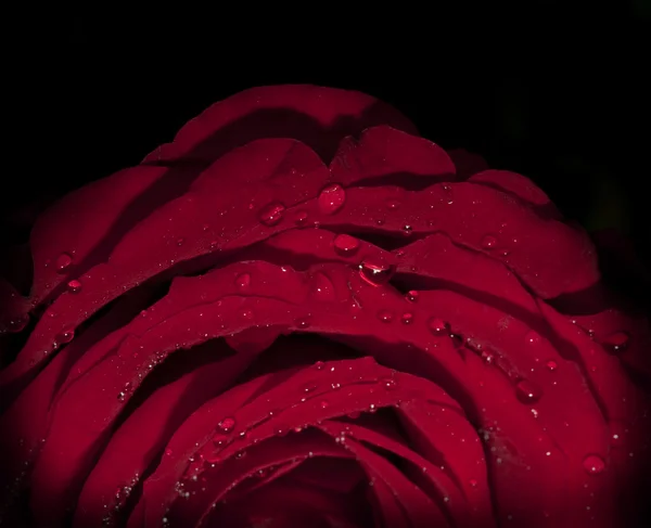 Tmavě červená růže s kapkami vo — Stock fotografie