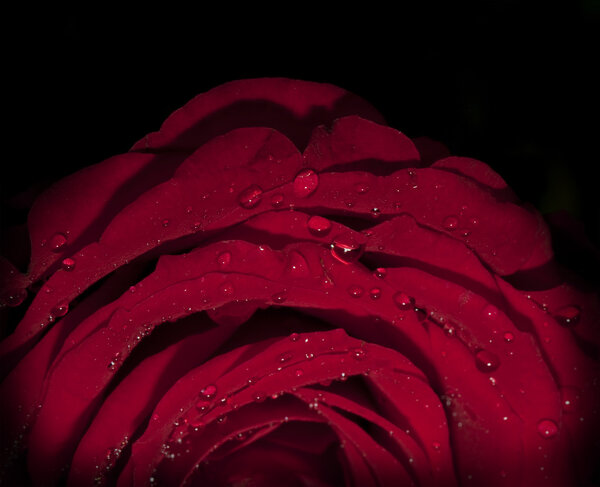 Dark red rose with water drops on the black background
