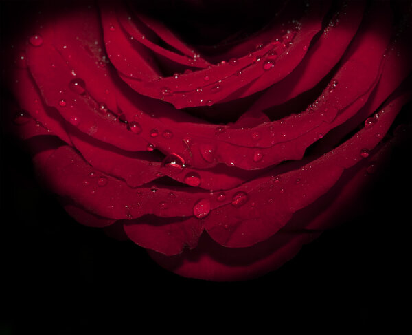Dark red rose with water drops on the black background