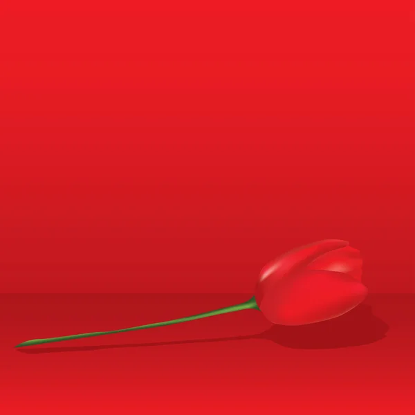 Piros tulipán — Stock Vector